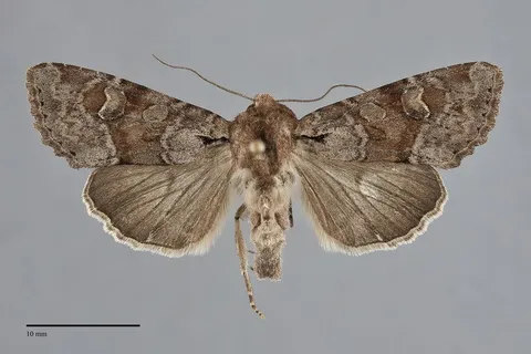 Apamea sordens