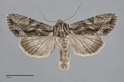 Apamea spaldingi