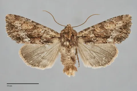 Apamea tahoeensis