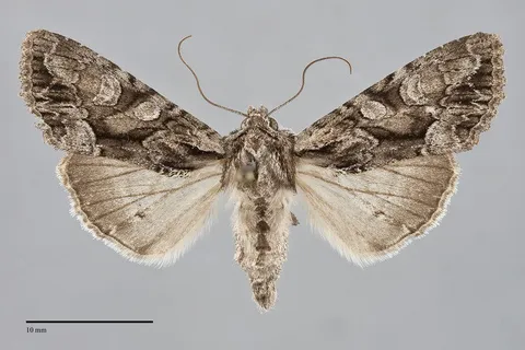 Apamea unita