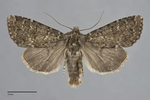 Apamea zeta