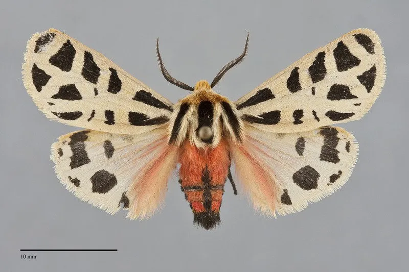 Apantesis arizoniensis
