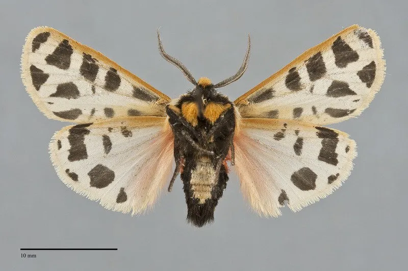 Apantesis arizoniensis