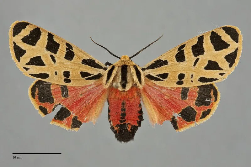 Apantesis arizoniensis