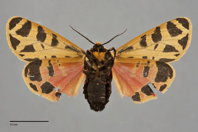 Apantesis arizoniensis
