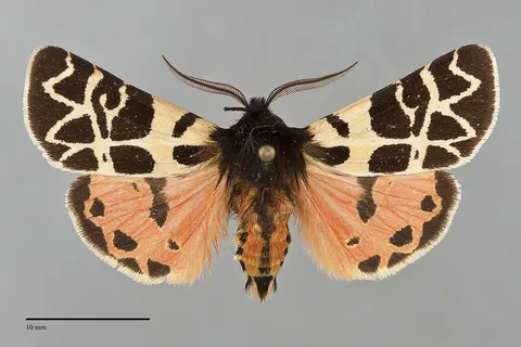 Apantesis behrii