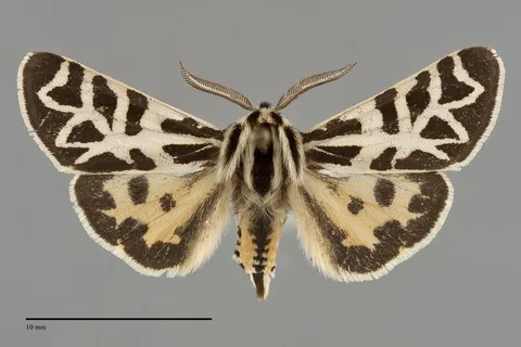 Apantesis blakei
