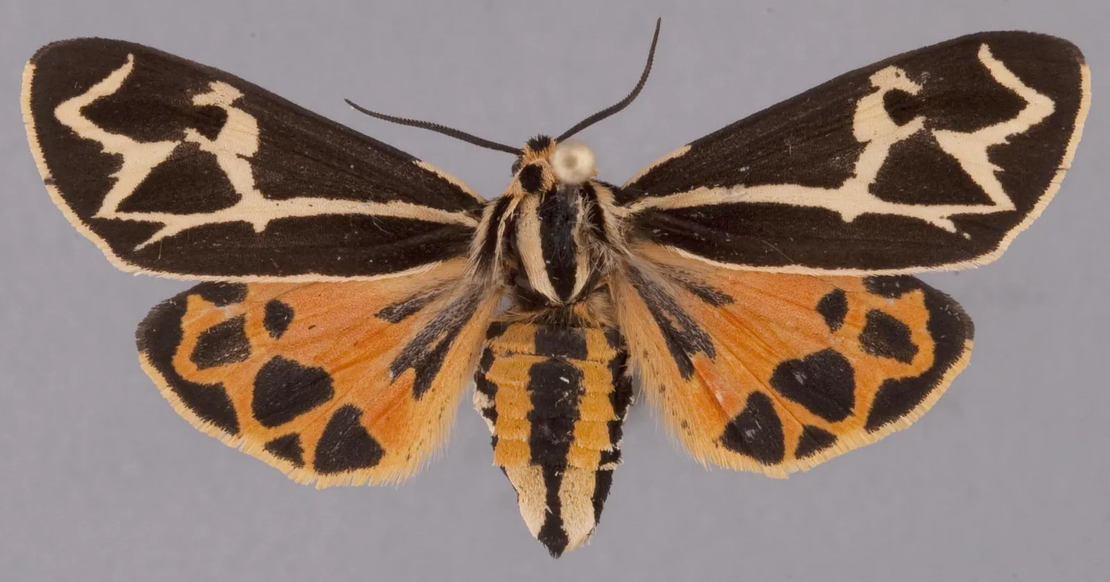 Apantesis bolanderi