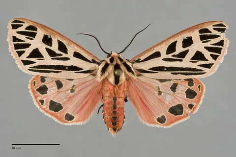 Apantesis doris