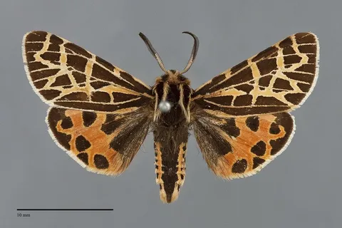 Apantesis edwardsii