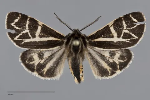 Apantesis elongata