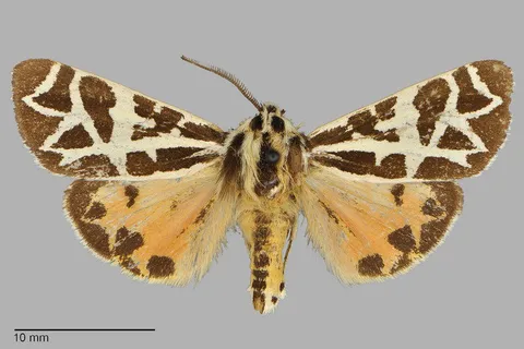 Apantesis eureka