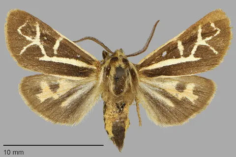 Apantesis margo