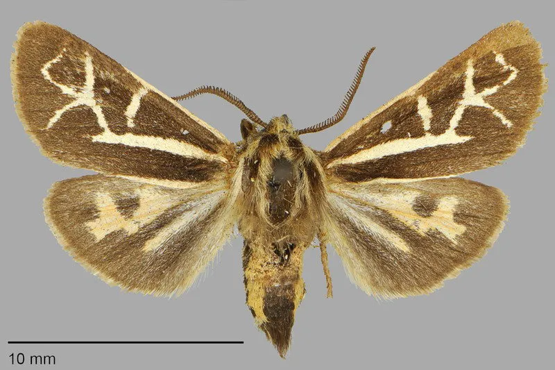 Apantesis margo