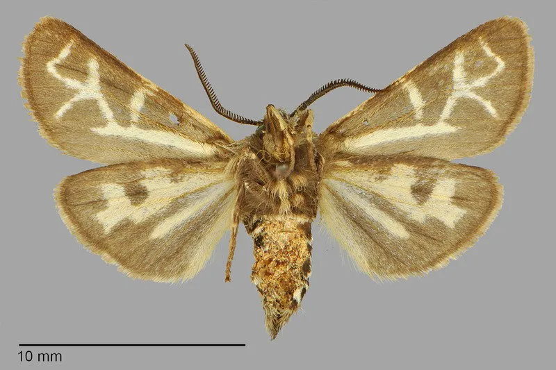 Apantesis margo