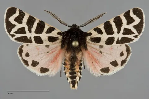 Apantesis nevadensis