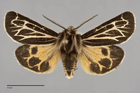 Apantesis obliterata