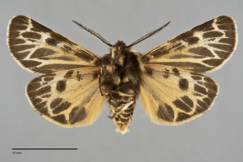 Apantesis obliterata