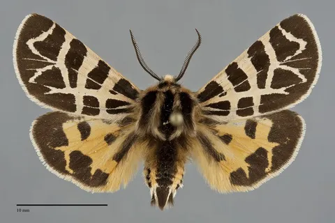 Apantesis ornata
