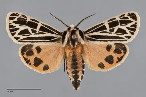 Apantesis parthenice