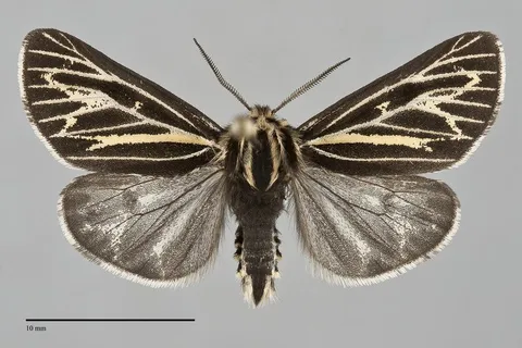 Apantesis quenseli