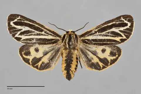 Apantesis speciosa