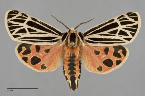 Apantesis virgo