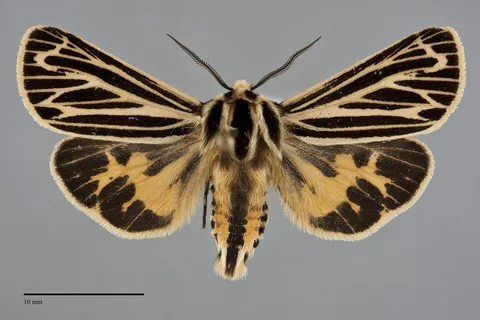 Apantesis virguncula