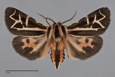 Apantesis williamsii