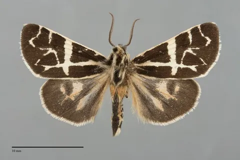 Apantesis yukona