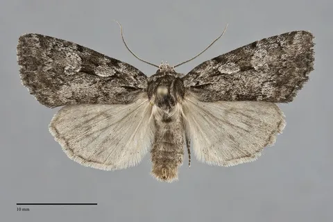 Aplectoides condita