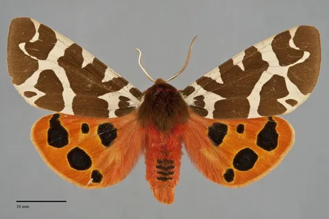 Arctia caja