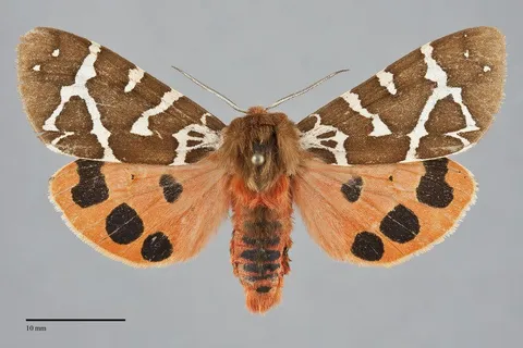 Arctia opulenta