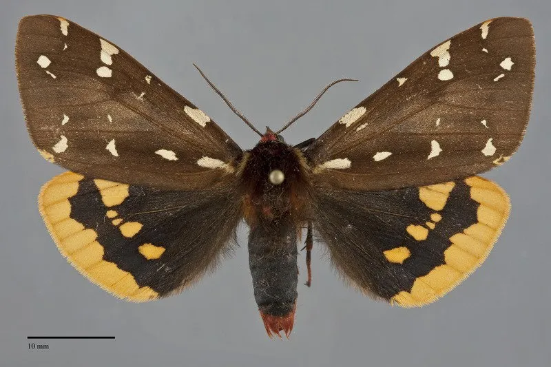 Arctia parthenos