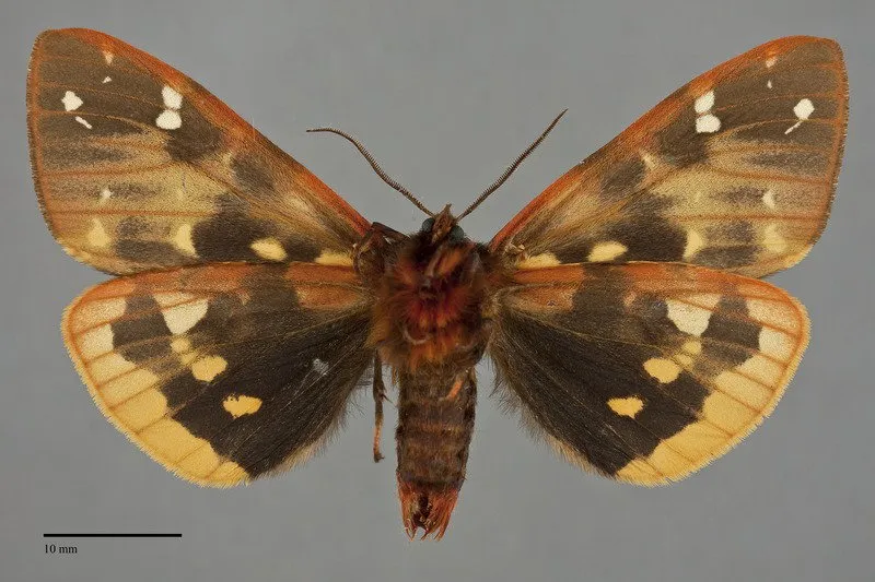 Arctia parthenos