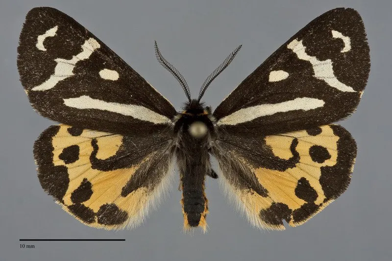 Arctia plantaginis