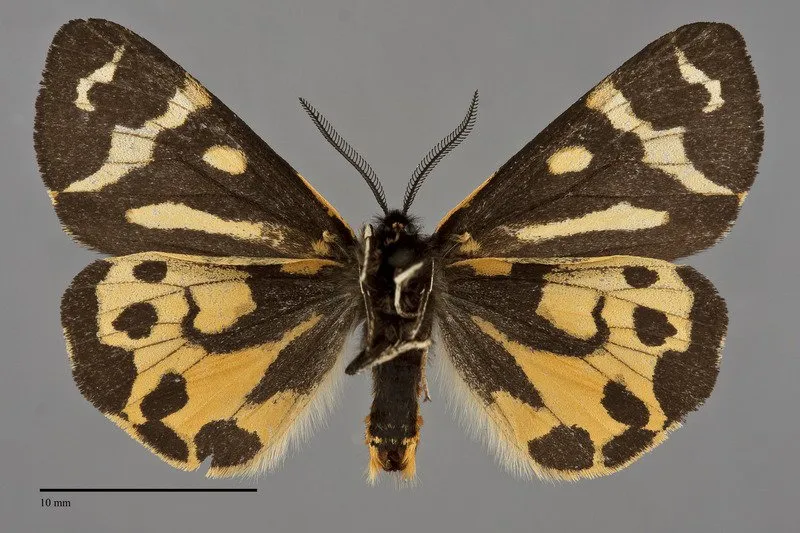 Arctia plantaginis