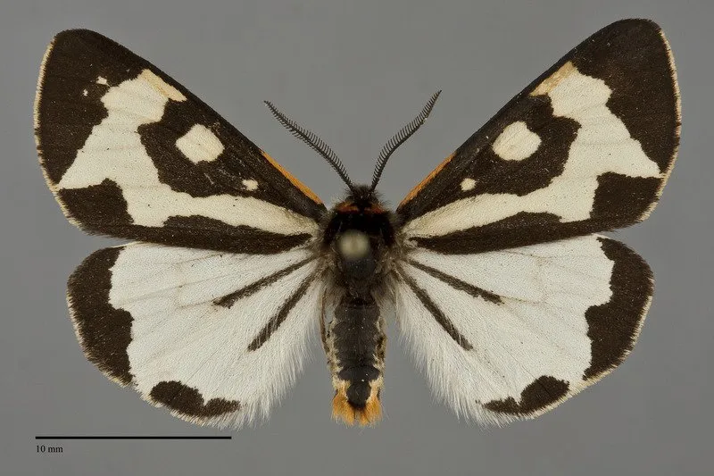 Arctia plantaginis