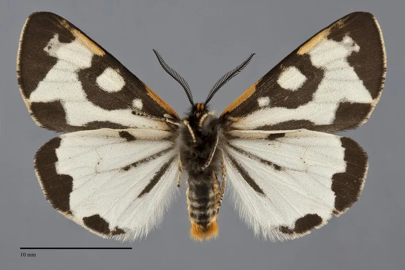 Arctia plantaginis