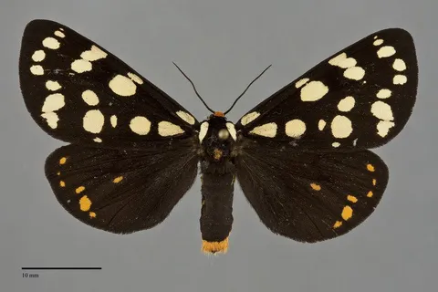 Arctia virginalis