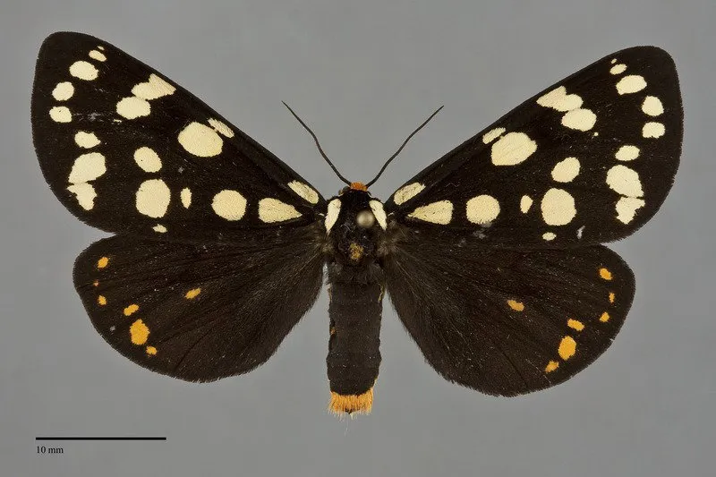 Arctia virginalis