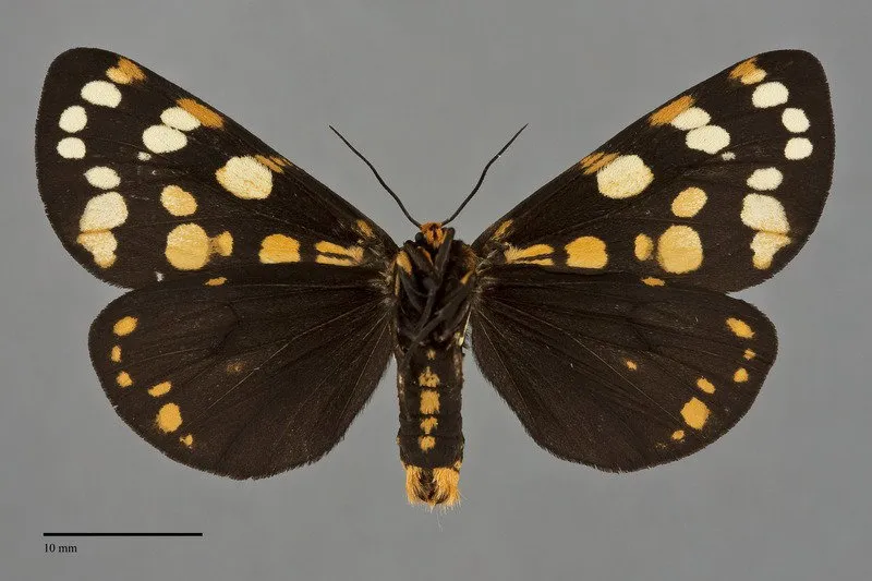 Arctia virginalis