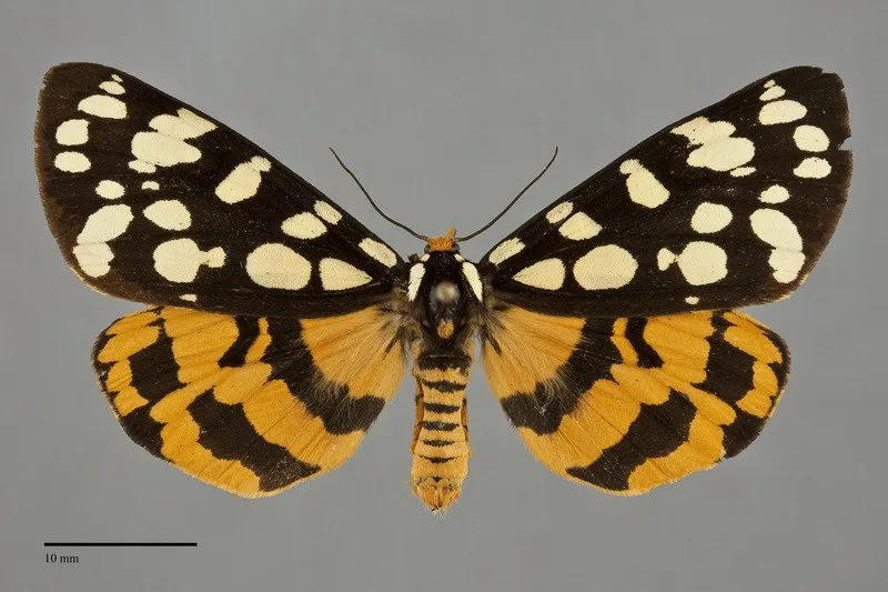 Arctia virginalis