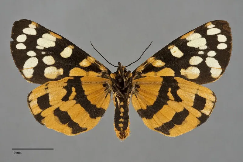 Arctia virginalis