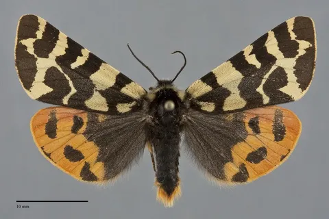 Arctia yarrowii