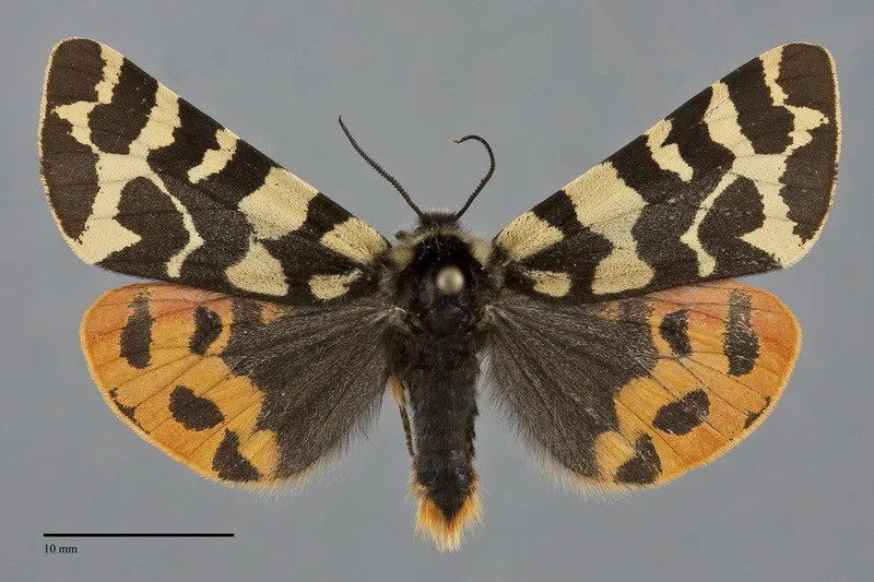Arctia yarrowii