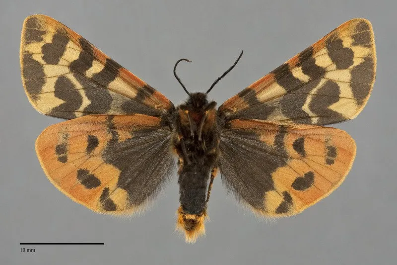 Arctia yarrowii