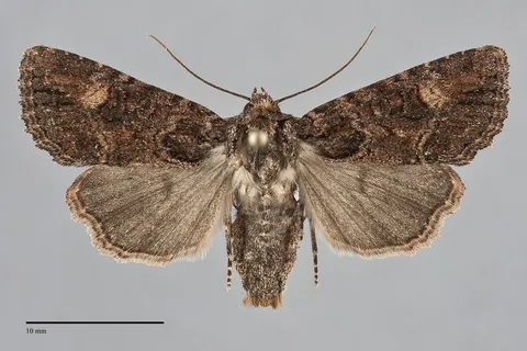 Aseptis binotata