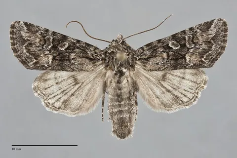 Aseptis characta