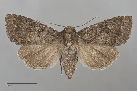 Aseptis ethnica